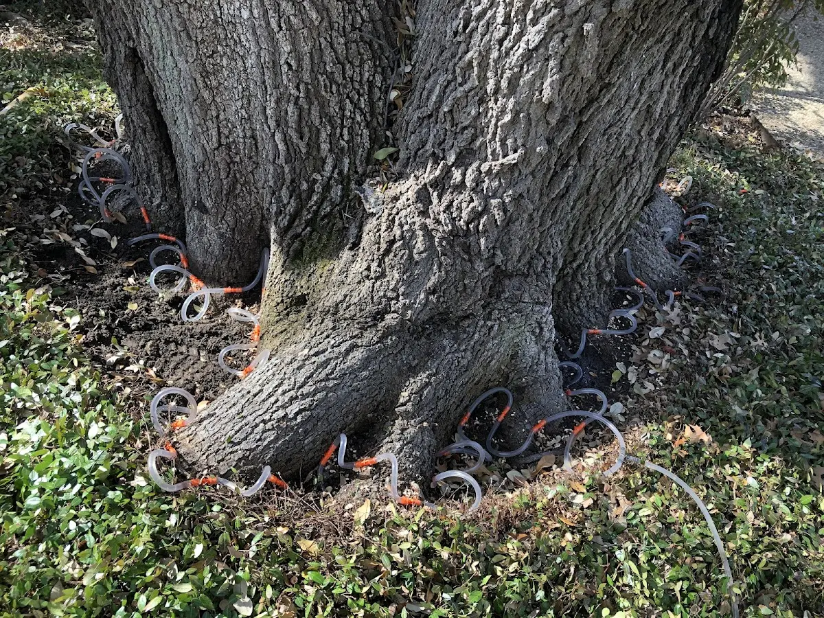 Detailed Tree Cabling and Bracing job site in Mount Sherman