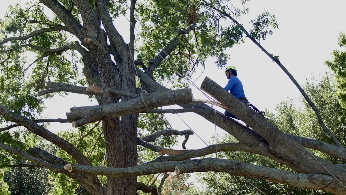 Professional Hazardous Tree Removal performed by certified arborists in Mount Sherman
