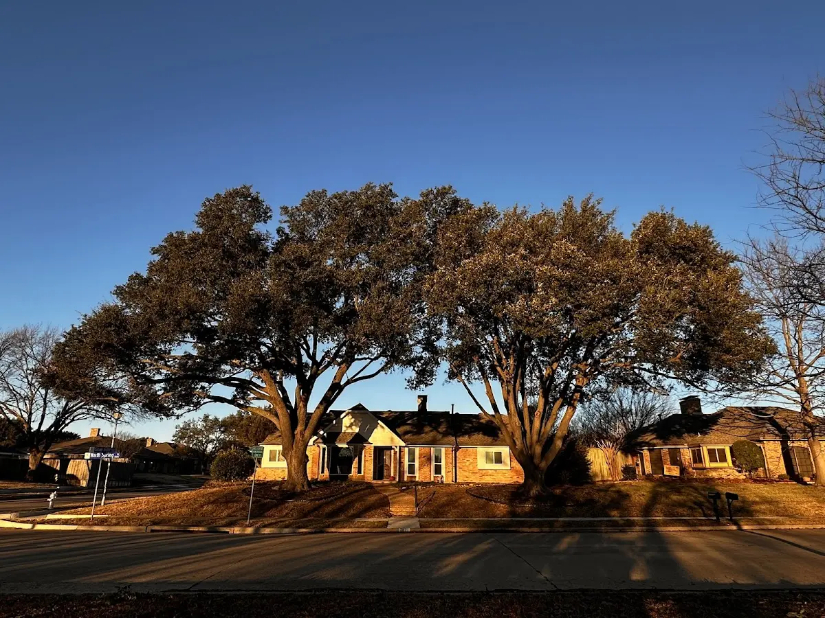 Established residential canopy tree shading a home in Mount Sherman
